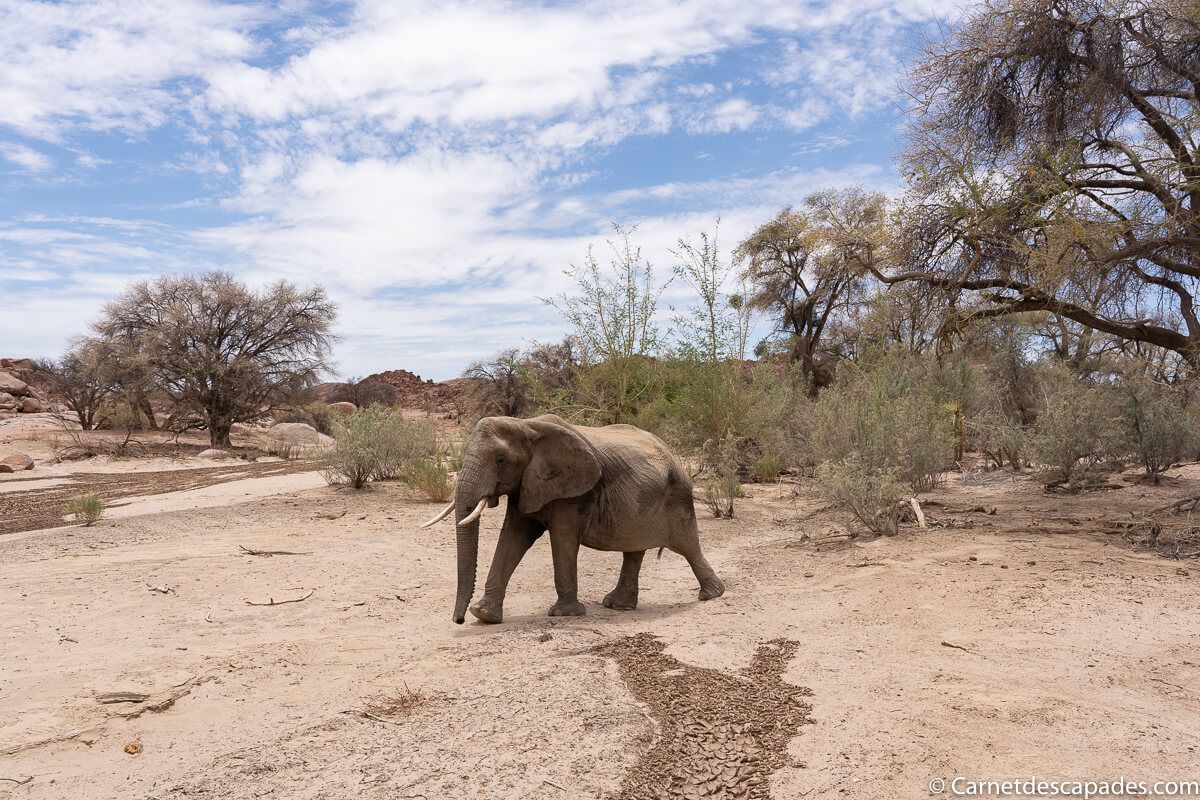 elephant-desert-damaraland