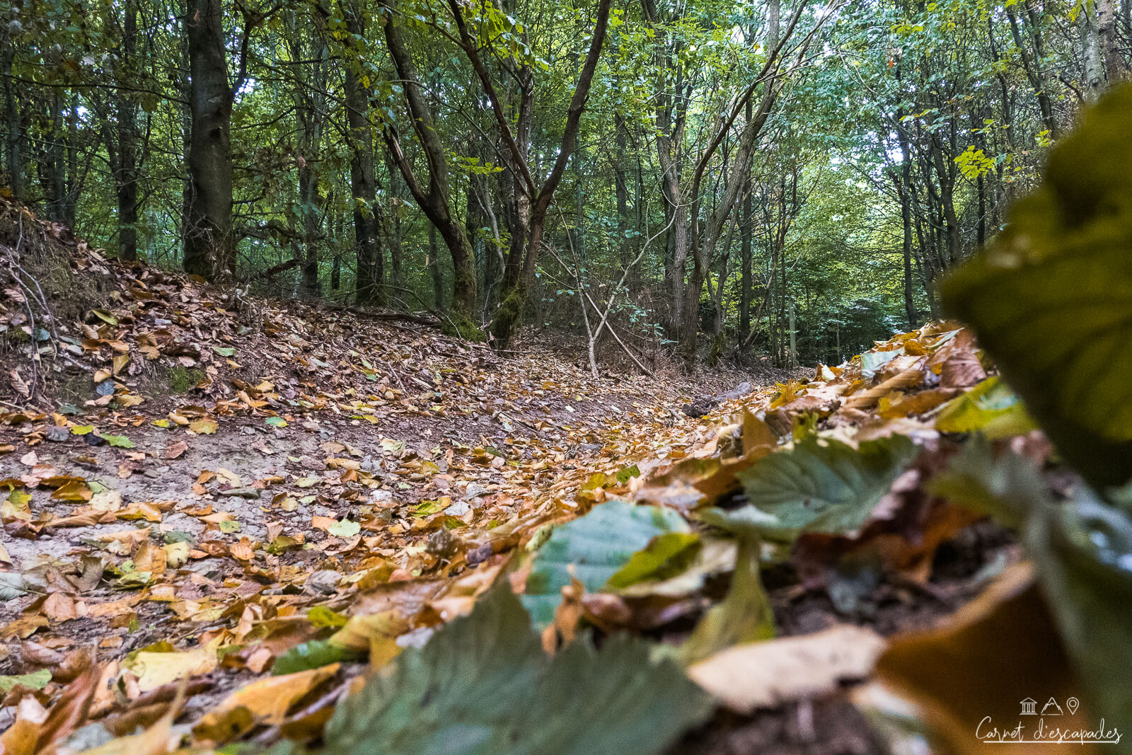 feuilles-foret-ardenne-belge